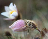 Frhlingskchenschelle - Zum Vergroessern klicken!